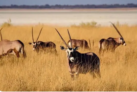 突发暴乱！这一发达国家接近“停摆”，港口运输或受重创