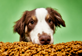 巴西成全球宠物品类第三大市场！黄金宠物细分品类有这些